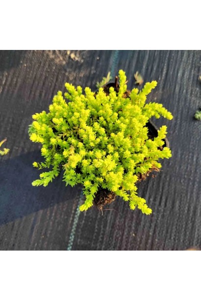 Очиток едкий Еллоу Квин саженец в горшке 0,5 л